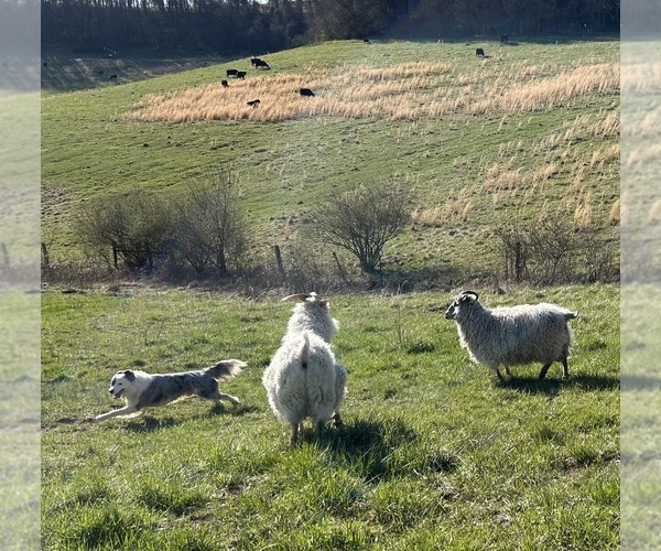 Medium Photo #1  Breeder Profile in QUAKER CITY, OH, USA