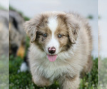 Small breeder photo