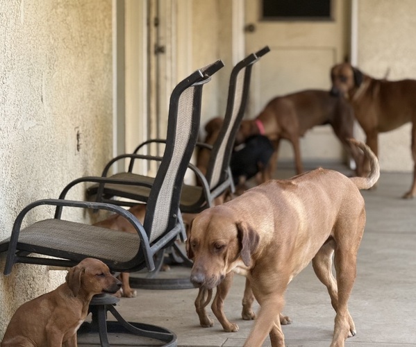 Medium Photo #3  Breeder Profile in FRESNO, CA, USA