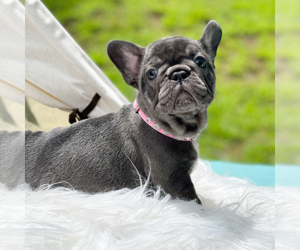 Medium Photo #1  Breeder Profile in ATTLEBORO, MA, USA