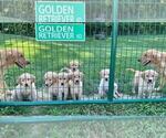 Small Photo #2  Breeder Profile in DUPONT, IN, USA