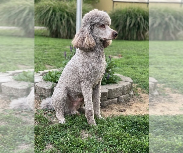 Medium Photo #1  Breeder Profile in SULLIVAN, MO, USA