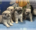 Small breeder photo