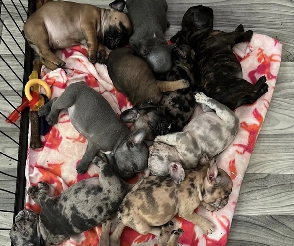 Medium Photo #1  Breeder Profile in MURRIETA, CA, USA