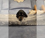 Small #11 Breeder Profile image