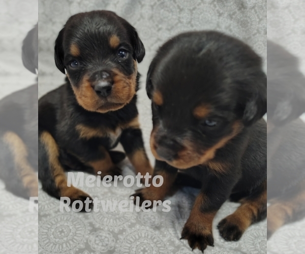 Medium Photo #4  Breeder Profile in BONAPARTE, IA, USA