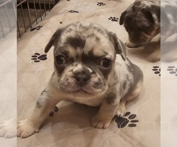 Medium Photo #28  Breeder Profile in CHINO HILLS, CA, USA