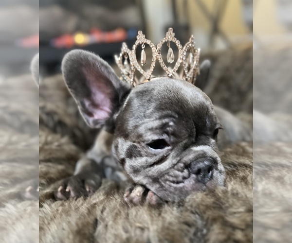 Medium Photo #1  Breeder Profile in PENN VALLEY, CA, USA