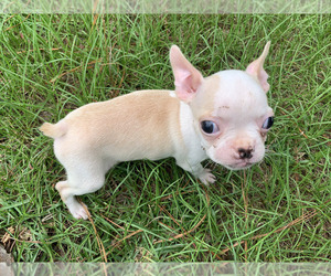 Boston Terrier Dog Breeder near PINK HILL, NC, USA