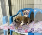 Small #4 Breeder Profile image