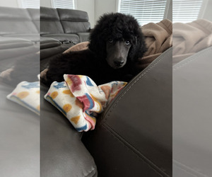 Poodle (Standard) Dog Breeder near HAMMOND, ME, USA