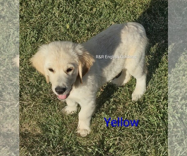 Medium Photo #3  Breeder Profile in BROWNSTOWN, MI, USA