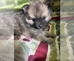 Small #17 Breeder Profile image