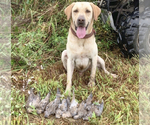 Small breeder photo