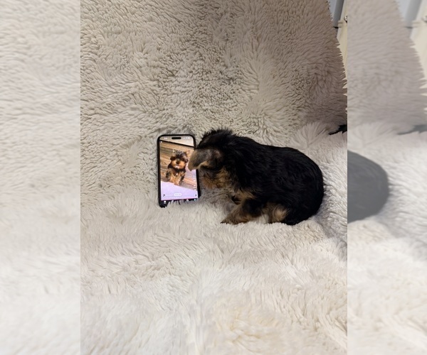 Medium Photo #11  Breeder Profile in ROCKLIN, CA, USA