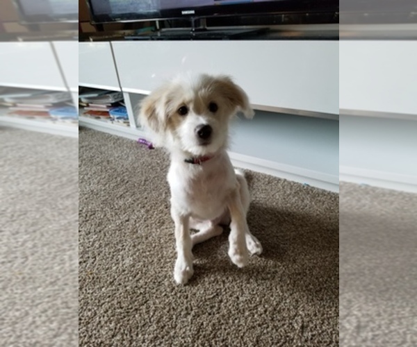 Medium Photo #1  Breeder Profile in LAKEWOOD, WA, USA