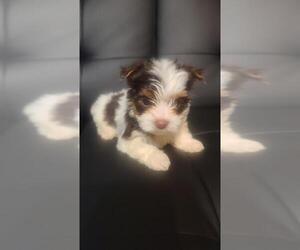 Yorkshire Terrier Dog Breeder near AMARILLO, TX, USA