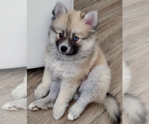 Pomsky Dog Breeder near LOVELAND, CO, USA