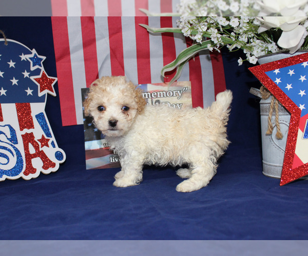 Medium Photo #76  Breeder Profile in CHANUTE, KS, USA