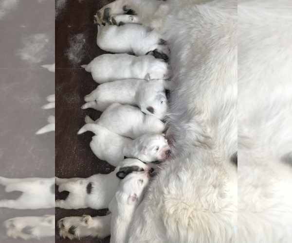 Medium Photo #1  Breeder Profile in WOODLAND PARK, CO, USA