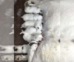 Great Pyrenees Dog Breeder near WOODLAND PARK, CO, USA