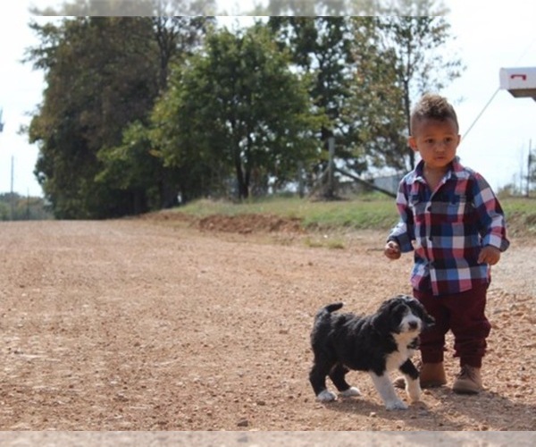Medium Photo #1  Breeder Profile in JAY, OK, USA
