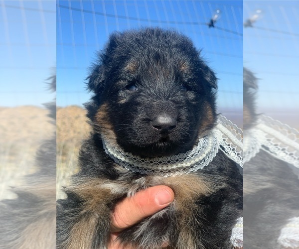 Medium Photo #63  Breeder Profile in PINON HILLS, CA, USA