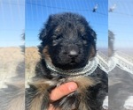Small #62 Breeder Profile image