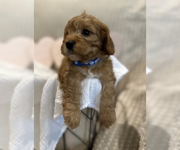 Medium Photo #17  Breeder Profile in MAGNOLIA, TX, USA