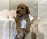 Small #16 Breeder Profile image