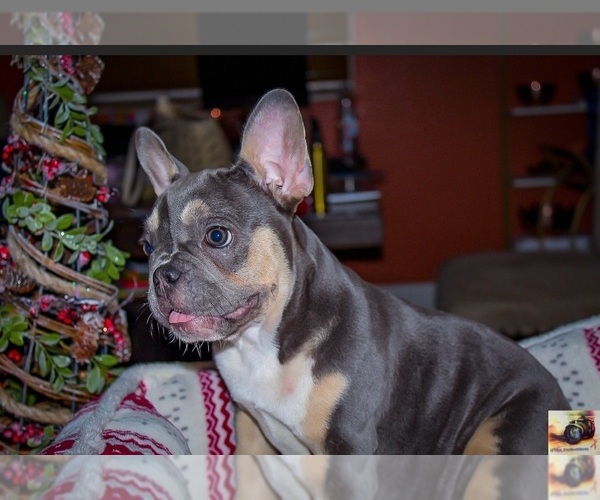Medium Photo #1  Breeder Profile in MIRAMAR, FL, USA