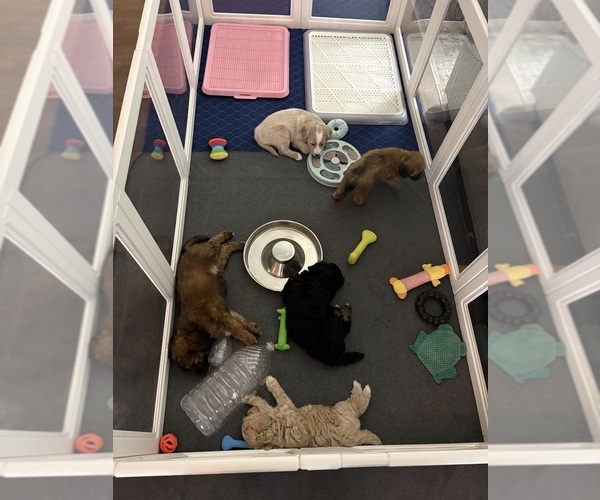 Medium Photo #3  Breeder Profile in CAPE CORAL, FL, USA