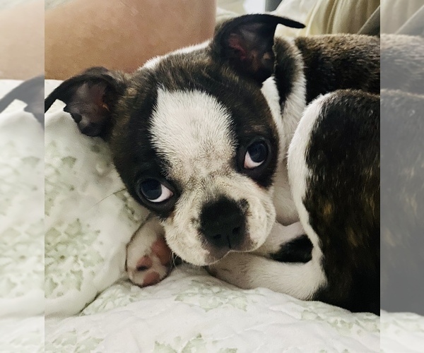 Medium Photo #1  Breeder Profile in SNOHOMISH, WA, USA