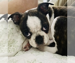 Boston Terrier Dog Breeder near SNOHOMISH, WA, USA