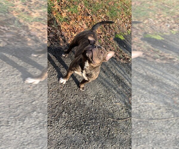 Medium Photo #47  Breeder Profile in ORANGE, NJ, USA