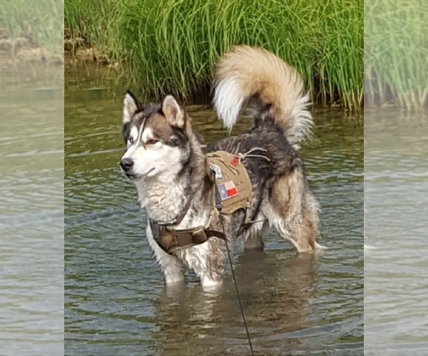 Medium Photo #1  Breeder Profile in NOLANVILLE, TX, USA