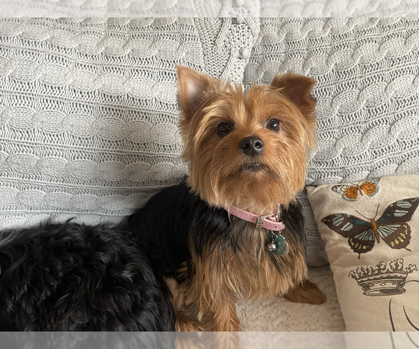 Medium Photo #20  Breeder Profile in CONCORD, CA, USA