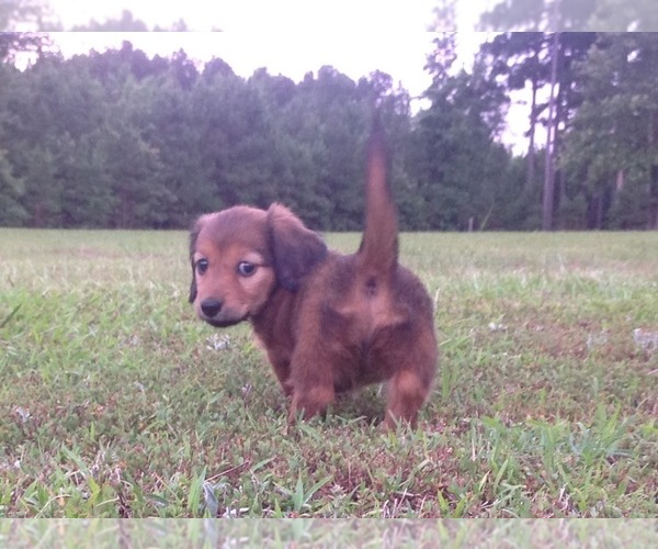 Medium Photo #1  Breeder Profile in HEBER SPRINGS, AR, USA
