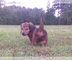 Small breeder photo