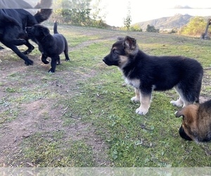 Main photo of German Shepherd Dog Dog Breeder near SPRING VALLEY, CA, USA