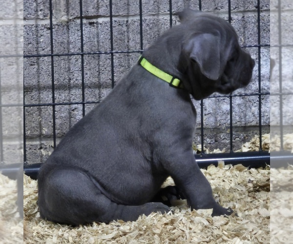 Medium Photo #5  Breeder Profile in LACKAWAXEN, PA, USA