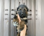 Small #200 Breeder Profile image