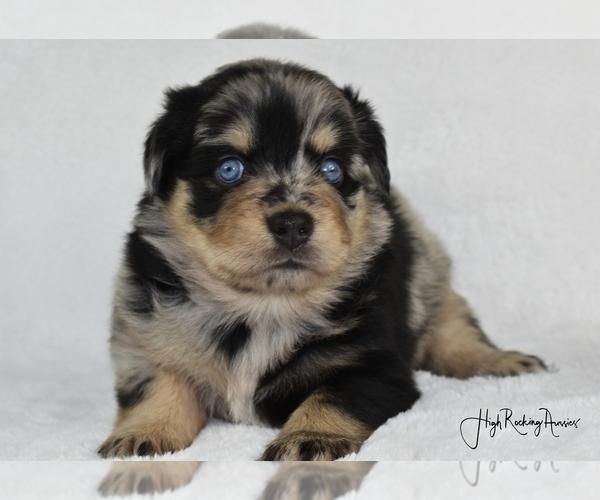 Medium Photo #1  Breeder Profile in FORT JONES, CA, USA