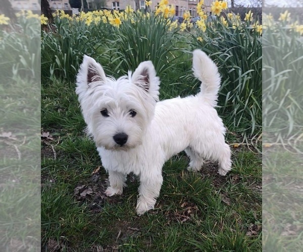 Medium Photo #1  Breeder Profile in MYERSTOWN, PA, USA