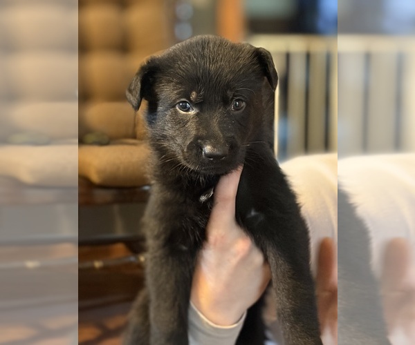 Medium Photo #6  Breeder Profile in ELIZABETH, PA, USA