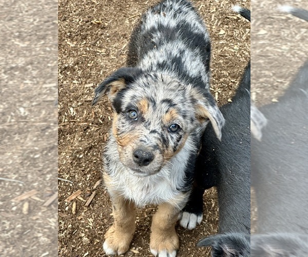Medium Photo #35  Breeder Profile in CAMAS, WA, USA