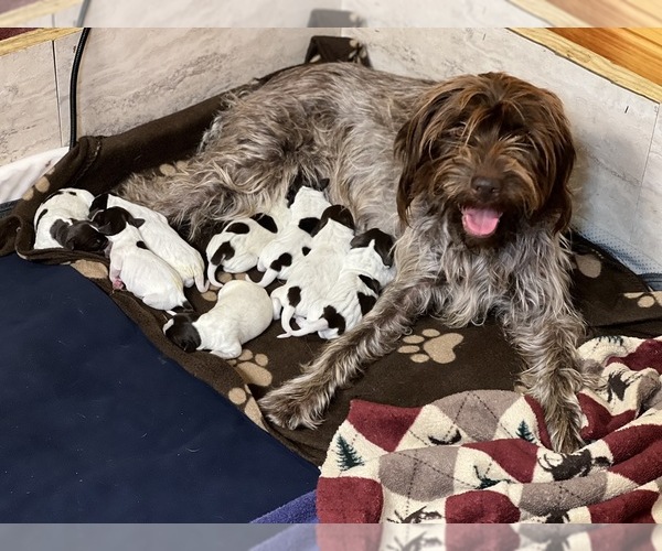 Medium Photo #1  Breeder Profile in ALPINE, PA, USA