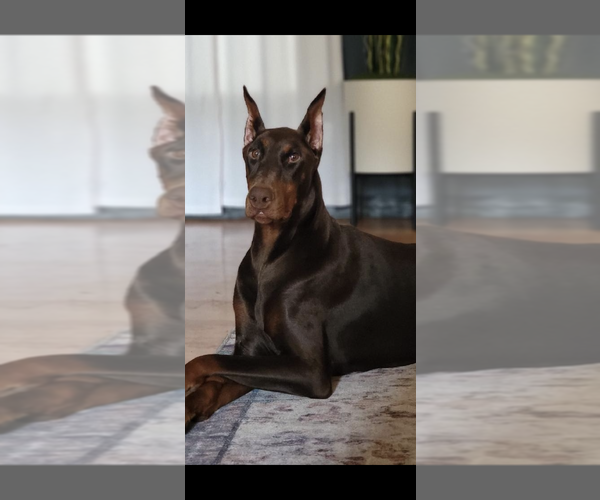 Medium Photo #12  Breeder Profile in LAFAYETTE, TN, USA