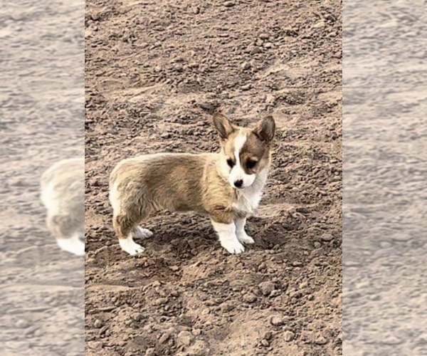 Medium Photo #6  Breeder Profile in AMES, OK, USA