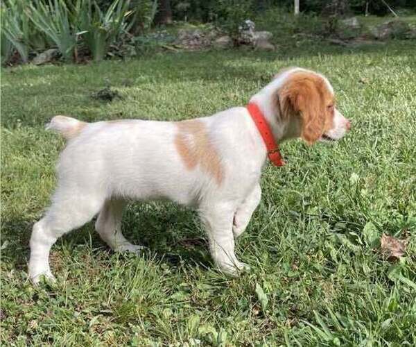 Medium Photo #6  Breeder Profile in FORT SCOTT, KS, USA